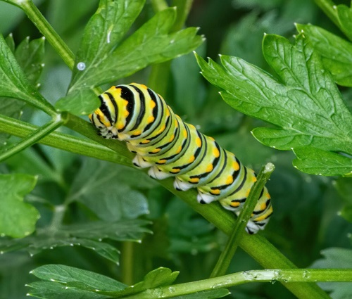 Caterpillar- bsw.jpg
